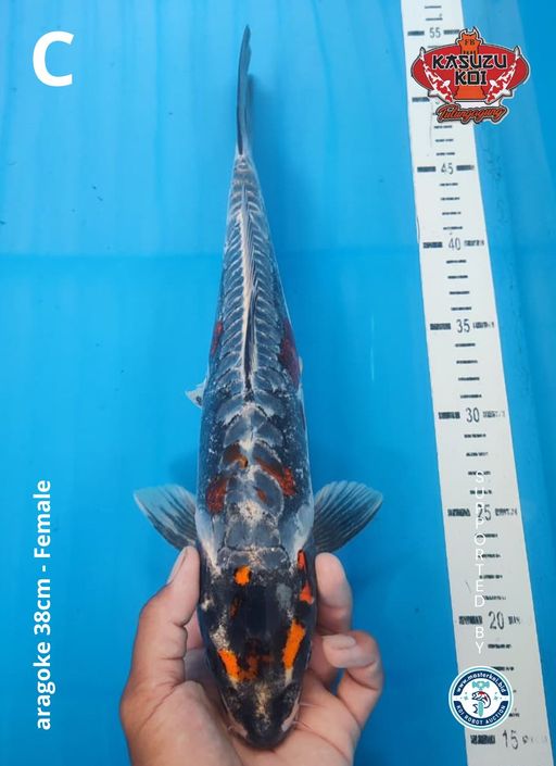 Lelang Koi Online, Jual Beli Ikan Koi, Pusat Jual Beli Koi, Info Lelang Koi Hari Ini, Platform Jual Beli Koi, Jual Beli Ikan Koi Online, Marketplace Ikan Koi, Jual Koi Terbaik, Tempat Beli Koi Berkualitas, Pasar Ikan Koi Online Terpercaya, Penjual Ikan Koi Terpercaya, Beli Koi Hias Online, Ikan Koi untuk Dijual, Koi Kualitas Terbaik, Toko Online Ikan Koi, Koi Hias Untuk Dijual, Jual Beli Ikan Koi Lokal, Koi Indonesia Online, Pusat Jual Beli Koi Terbesar