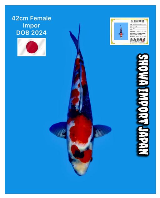 Lelang Koi Online, Jual Beli Ikan Koi, Pusat Jual Beli Koi, Info Lelang Koi Hari Ini, Platform Jual Beli Koi, Jual Beli Ikan Koi Online, Marketplace Ikan Koi, Jual Koi Terbaik, Tempat Beli Koi Berkualitas, Pasar Ikan Koi Online Terpercaya, Penjual Ikan Koi Terpercaya, Beli Koi Hias Online, Ikan Koi untuk Dijual, Koi Kualitas Terbaik, Toko Online Ikan Koi, Koi Hias Untuk Dijual, Jual Beli Ikan Koi Lokal, Koi Indonesia Online, Pusat Jual Beli Koi Terbesar