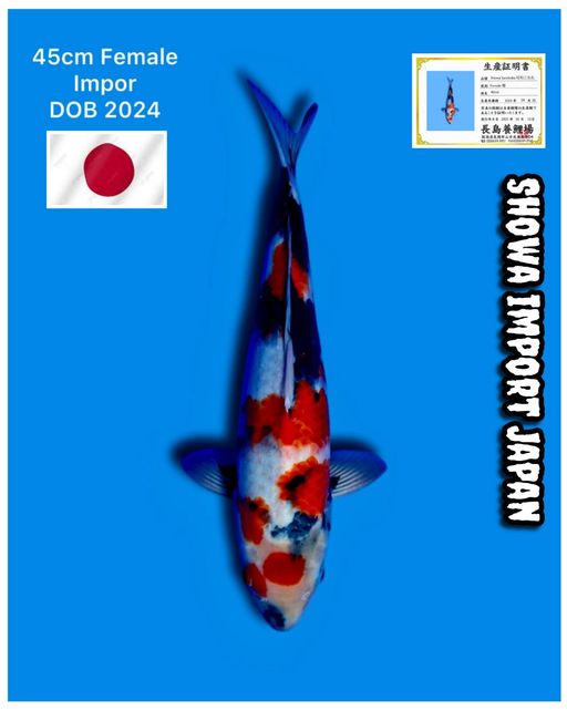 Lelang Koi Online, Jual Beli Ikan Koi, Pusat Jual Beli Koi, Info Lelang Koi Hari Ini, Platform Jual Beli Koi, Jual Beli Ikan Koi Online, Marketplace Ikan Koi, Jual Koi Terbaik, Tempat Beli Koi Berkualitas, Pasar Ikan Koi Online Terpercaya, Penjual Ikan Koi Terpercaya, Beli Koi Hias Online, Ikan Koi untuk Dijual, Koi Kualitas Terbaik, Toko Online Ikan Koi, Koi Hias Untuk Dijual, Jual Beli Ikan Koi Lokal, Koi Indonesia Online, Pusat Jual Beli Koi Terbesar