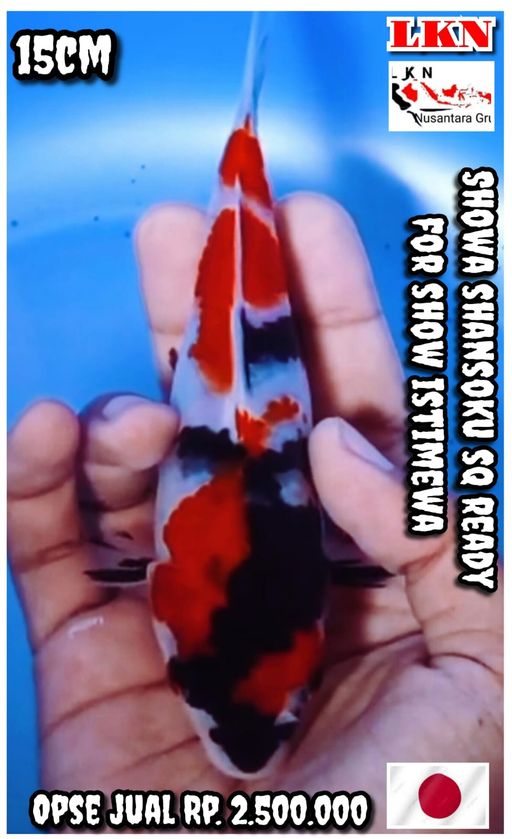 Lelang Koi Online, Jual Beli Ikan Koi, Pusat Jual Beli Koi, Info Lelang Koi Hari Ini, Platform Jual Beli Koi, Jual Beli Ikan Koi Online, Marketplace Ikan Koi, Jual Koi Terbaik, Tempat Beli Koi Berkualitas, Pasar Ikan Koi Online Terpercaya, Penjual Ikan Koi Terpercaya, Beli Koi Hias Online, Ikan Koi untuk Dijual, Koi Kualitas Terbaik, Toko Online Ikan Koi, Koi Hias Untuk Dijual, Jual Beli Ikan Koi Lokal, Koi Indonesia Online, Pusat Jual Beli Koi Terbesar