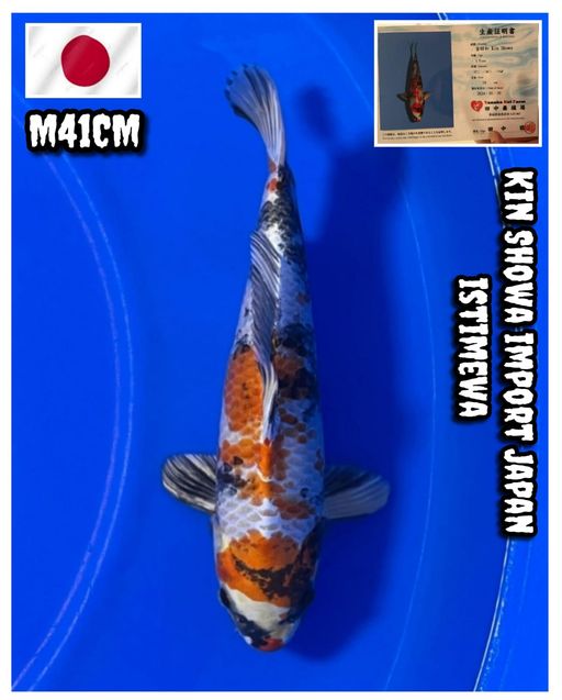 Lelang Koi Online, Jual Beli Ikan Koi, Pusat Jual Beli Koi, Info Lelang Koi Hari Ini, Platform Jual Beli Koi, Jual Beli Ikan Koi Online, Marketplace Ikan Koi, Jual Koi Terbaik, Tempat Beli Koi Berkualitas, Pasar Ikan Koi Online Terpercaya, Penjual Ikan Koi Terpercaya, Beli Koi Hias Online, Ikan Koi untuk Dijual, Koi Kualitas Terbaik, Toko Online Ikan Koi, Koi Hias Untuk Dijual, Jual Beli Ikan Koi Lokal, Koi Indonesia Online, Pusat Jual Beli Koi Terbesar