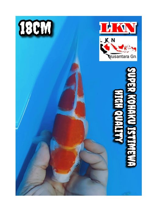 Lelang Koi Online, Jual Beli Ikan Koi, Pusat Jual Beli Koi, Info Lelang Koi Hari Ini, Platform Jual Beli Koi, Jual Beli Ikan Koi Online, Marketplace Ikan Koi, Jual Koi Terbaik, Tempat Beli Koi Berkualitas, Pasar Ikan Koi Online Terpercaya, Penjual Ikan Koi Terpercaya, Beli Koi Hias Online, Ikan Koi untuk Dijual, Koi Kualitas Terbaik, Toko Online Ikan Koi, Koi Hias Untuk Dijual, Jual Beli Ikan Koi Lokal, Koi Indonesia Online, Pusat Jual Beli Koi Terbesar