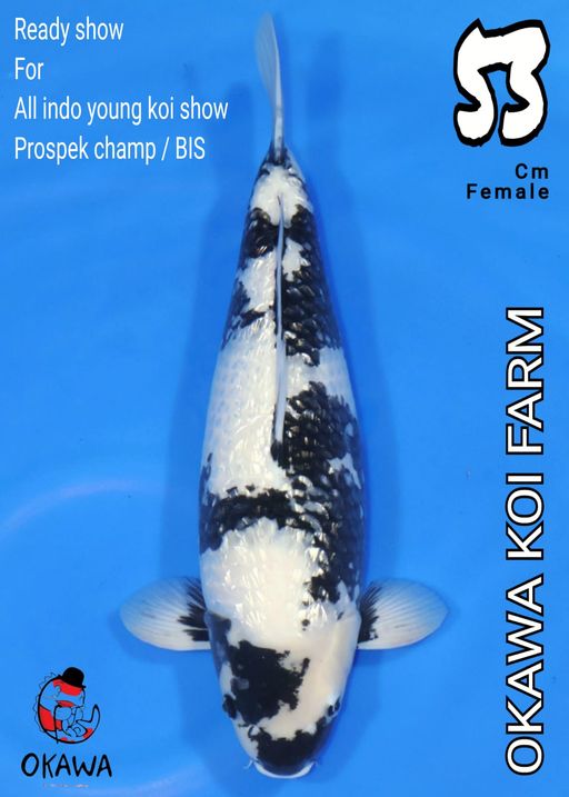 Lelang Koi Online, Jual Beli Ikan Koi, Pusat Jual Beli Koi, Info Lelang Koi Hari Ini, Platform Jual Beli Koi, Jual Beli Ikan Koi Online, Marketplace Ikan Koi, Jual Koi Terbaik, Tempat Beli Koi Berkualitas, Pasar Ikan Koi Online Terpercaya, Penjual Ikan Koi Terpercaya, Beli Koi Hias Online, Ikan Koi untuk Dijual, Koi Kualitas Terbaik, Toko Online Ikan Koi, Koi Hias Untuk Dijual, Jual Beli Ikan Koi Lokal, Koi Indonesia Online, Pusat Jual Beli Koi Terbesar