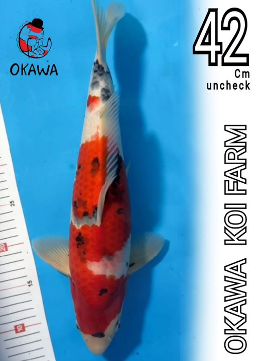 Lelang Koi Online, Jual Beli Ikan Koi, Pusat Jual Beli Koi, Info Lelang Koi Hari Ini, Platform Jual Beli Koi, Jual Beli Ikan Koi Online, Marketplace Ikan Koi, Jual Koi Terbaik, Tempat Beli Koi Berkualitas, Pasar Ikan Koi Online Terpercaya, Penjual Ikan Koi Terpercaya, Beli Koi Hias Online, Ikan Koi untuk Dijual, Koi Kualitas Terbaik, Toko Online Ikan Koi, Koi Hias Untuk Dijual, Jual Beli Ikan Koi Lokal, Koi Indonesia Online, Pusat Jual Beli Koi Terbesar