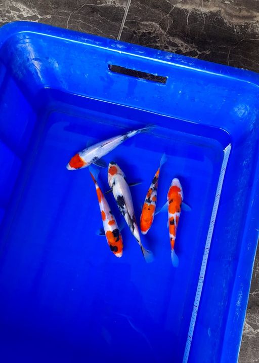 Lelang Koi Online, Jual Beli Ikan Koi, Pusat Jual Beli Koi, Info Lelang Koi Hari Ini, Platform Jual Beli Koi, Jual Beli Ikan Koi Online, Marketplace Ikan Koi, Jual Koi Terbaik, Tempat Beli Koi Berkualitas, Pasar Ikan Koi Online Terpercaya, Penjual Ikan Koi Terpercaya, Beli Koi Hias Online, Ikan Koi untuk Dijual, Koi Kualitas Terbaik, Toko Online Ikan Koi, Koi Hias Untuk Dijual, Jual Beli Ikan Koi Lokal, Koi Indonesia Online, Pusat Jual Beli Koi Terbesar