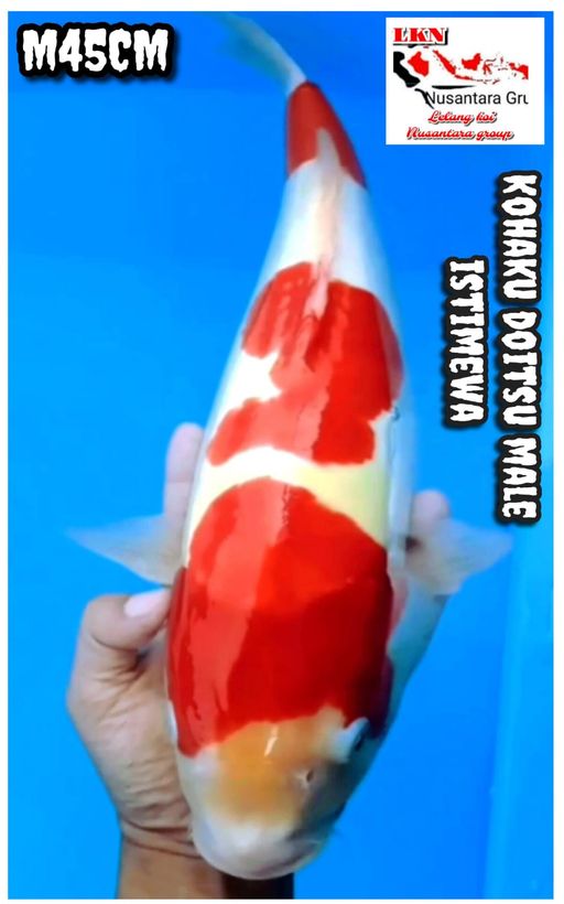 Lelang Koi Online, Jual Beli Ikan Koi, Pusat Jual Beli Koi, Info Lelang Koi Hari Ini, Platform Jual Beli Koi, Jual Beli Ikan Koi Online, Marketplace Ikan Koi, Jual Koi Terbaik, Tempat Beli Koi Berkualitas, Pasar Ikan Koi Online Terpercaya, Penjual Ikan Koi Terpercaya, Beli Koi Hias Online, Ikan Koi untuk Dijual, Koi Kualitas Terbaik, Toko Online Ikan Koi, Koi Hias Untuk Dijual, Jual Beli Ikan Koi Lokal, Koi Indonesia Online, Pusat Jual Beli Koi Terbesar