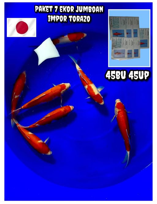 Lelang Koi Online, Jual Beli Ikan Koi, Pusat Jual Beli Koi, Info Lelang Koi Hari Ini, Platform Jual Beli Koi, Jual Beli Ikan Koi Online, Marketplace Ikan Koi, Jual Koi Terbaik, Tempat Beli Koi Berkualitas, Pasar Ikan Koi Online Terpercaya, Penjual Ikan Koi Terpercaya, Beli Koi Hias Online, Ikan Koi untuk Dijual, Koi Kualitas Terbaik, Toko Online Ikan Koi, Koi Hias Untuk Dijual, Jual Beli Ikan Koi Lokal, Koi Indonesia Online, Pusat Jual Beli Koi Terbesar