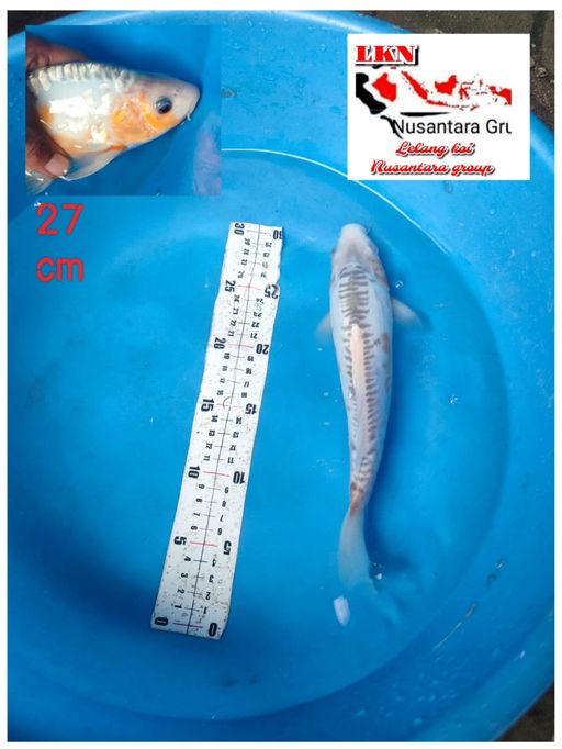 Lelang Koi Online, Jual Beli Ikan Koi, Pusat Jual Beli Koi, Info Lelang Koi Hari Ini, Platform Jual Beli Koi, Jual Beli Ikan Koi Online, Marketplace Ikan Koi, Jual Koi Terbaik, Tempat Beli Koi Berkualitas, Pasar Ikan Koi Online Terpercaya, Penjual Ikan Koi Terpercaya, Beli Koi Hias Online, Ikan Koi untuk Dijual, Koi Kualitas Terbaik, Toko Online Ikan Koi, Koi Hias Untuk Dijual, Jual Beli Ikan Koi Lokal, Koi Indonesia Online, Pusat Jual Beli Koi Terbesar