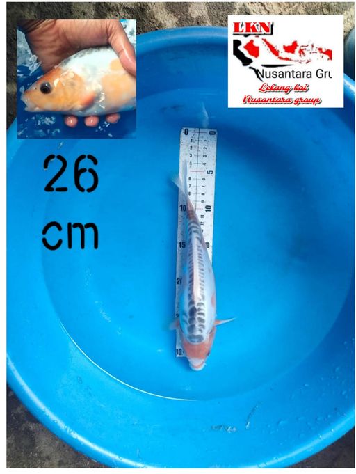 Lelang Koi Online, Jual Beli Ikan Koi, Pusat Jual Beli Koi, Info Lelang Koi Hari Ini, Platform Jual Beli Koi, Jual Beli Ikan Koi Online, Marketplace Ikan Koi, Jual Koi Terbaik, Tempat Beli Koi Berkualitas, Pasar Ikan Koi Online Terpercaya, Penjual Ikan Koi Terpercaya, Beli Koi Hias Online, Ikan Koi untuk Dijual, Koi Kualitas Terbaik, Toko Online Ikan Koi, Koi Hias Untuk Dijual, Jual Beli Ikan Koi Lokal, Koi Indonesia Online, Pusat Jual Beli Koi Terbesar