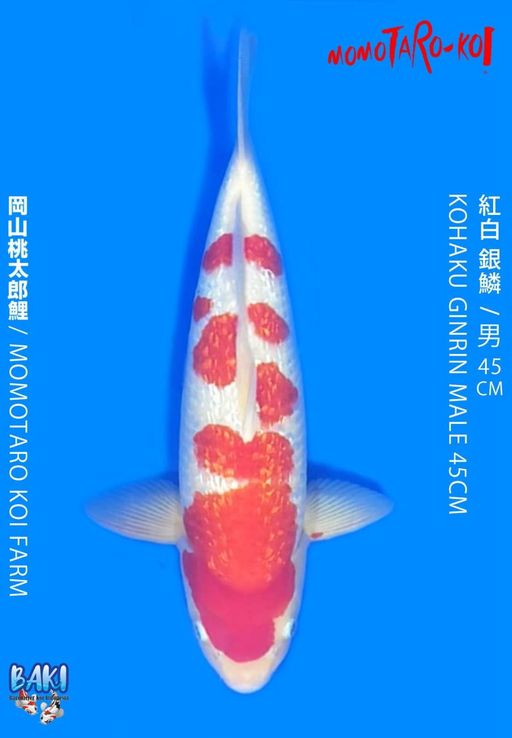 Lelang Koi Online, Jual Beli Ikan Koi, Pusat Jual Beli Koi, Info Lelang Koi Hari Ini, Platform Jual Beli Koi, Jual Beli Ikan Koi Online, Marketplace Ikan Koi, Jual Koi Terbaik, Tempat Beli Koi Berkualitas, Pasar Ikan Koi Online Terpercaya, Penjual Ikan Koi Terpercaya, Beli Koi Hias Online, Ikan Koi untuk Dijual, Koi Kualitas Terbaik, Toko Online Ikan Koi, Koi Hias Untuk Dijual, Jual Beli Ikan Koi Lokal, Koi Indonesia Online, Pusat Jual Beli Koi Terbesar