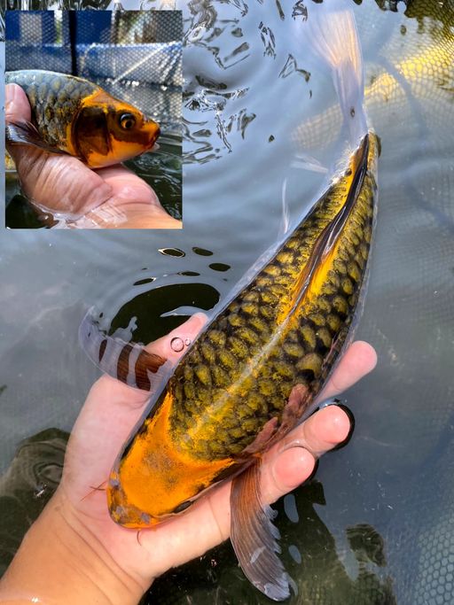 Lelang Koi Online, Jual Beli Ikan Koi, Pusat Jual Beli Koi, Info Lelang Koi Hari Ini, Platform Jual Beli Koi, Jual Beli Ikan Koi Online, Marketplace Ikan Koi, Jual Koi Terbaik, Tempat Beli Koi Berkualitas, Pasar Ikan Koi Online Terpercaya, Penjual Ikan Koi Terpercaya, Beli Koi Hias Online, Ikan Koi untuk Dijual, Koi Kualitas Terbaik, Toko Online Ikan Koi, Koi Hias Untuk Dijual, Jual Beli Ikan Koi Lokal, Koi Indonesia Online, Pusat Jual Beli Koi Terbesar