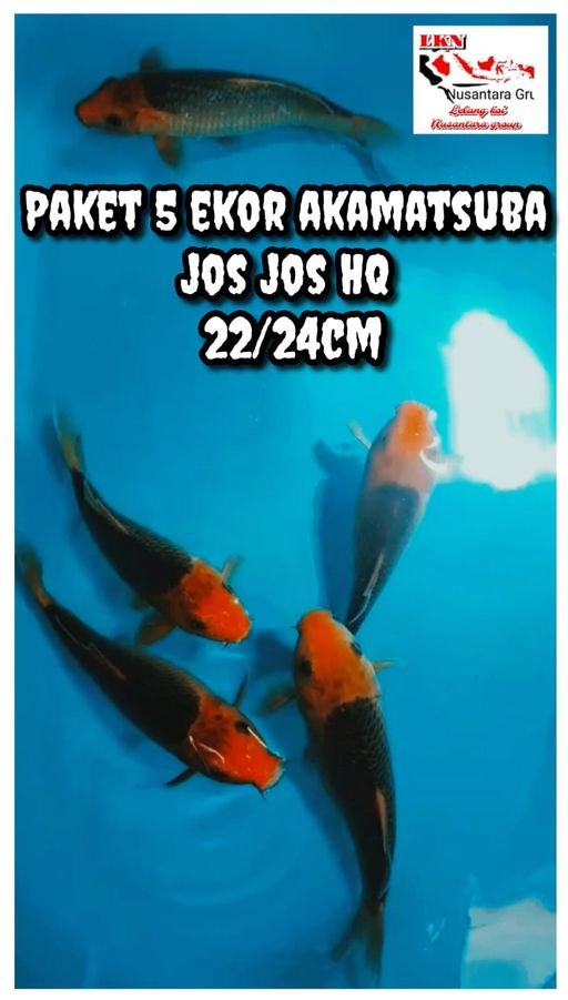 Lelang Koi Online, Jual Beli Ikan Koi, Pusat Jual Beli Koi, Info Lelang Koi Hari Ini, Platform Jual Beli Koi, Jual Beli Ikan Koi Online, Marketplace Ikan Koi, Jual Koi Terbaik, Tempat Beli Koi Berkualitas, Pasar Ikan Koi Online Terpercaya, Penjual Ikan Koi Terpercaya, Beli Koi Hias Online, Ikan Koi untuk Dijual, Koi Kualitas Terbaik, Toko Online Ikan Koi, Koi Hias Untuk Dijual, Jual Beli Ikan Koi Lokal, Koi Indonesia Online, Pusat Jual Beli Koi Terbesar