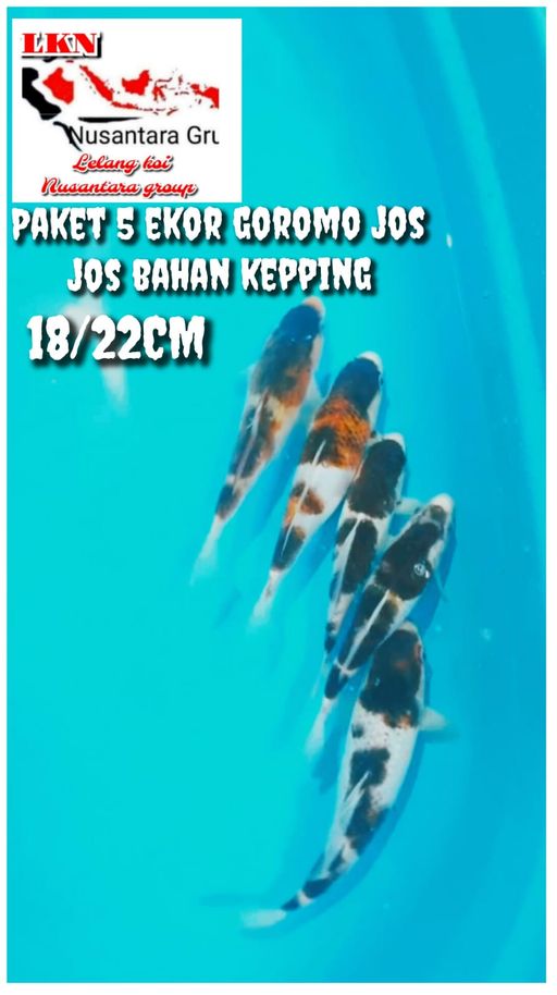 Lelang Koi Online, Jual Beli Ikan Koi, Pusat Jual Beli Koi, Info Lelang Koi Hari Ini, Platform Jual Beli Koi, Jual Beli Ikan Koi Online, Marketplace Ikan Koi, Jual Koi Terbaik, Tempat Beli Koi Berkualitas, Pasar Ikan Koi Online Terpercaya, Penjual Ikan Koi Terpercaya, Beli Koi Hias Online, Ikan Koi untuk Dijual, Koi Kualitas Terbaik, Toko Online Ikan Koi, Koi Hias Untuk Dijual, Jual Beli Ikan Koi Lokal, Koi Indonesia Online, Pusat Jual Beli Koi Terbesar