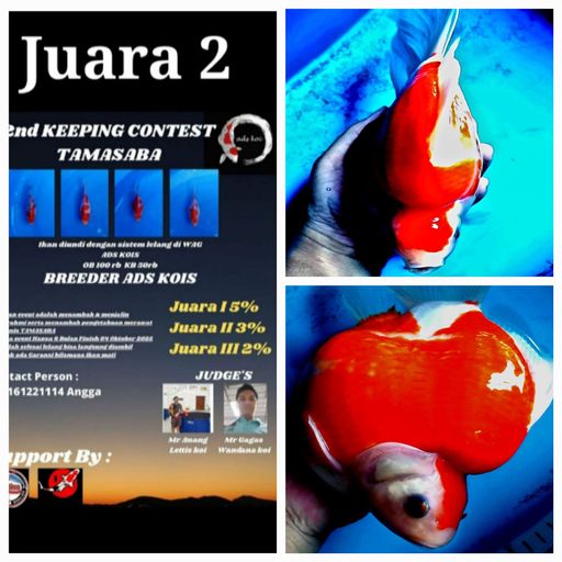 Lelang Koi Online, Jual Beli Ikan Koi, Pusat Jual Beli Koi, Info Lelang Koi Hari Ini, Platform Jual Beli Koi, Jual Beli Ikan Koi Online, Marketplace Ikan Koi, Jual Koi Terbaik, Tempat Beli Koi Berkualitas, Pasar Ikan Koi Online Terpercaya, Penjual Ikan Koi Terpercaya, Beli Koi Hias Online, Ikan Koi untuk Dijual, Koi Kualitas Terbaik, Toko Online Ikan Koi, Koi Hias Untuk Dijual, Jual Beli Ikan Koi Lokal, Koi Indonesia Online, Pusat Jual Beli Koi Terbesar