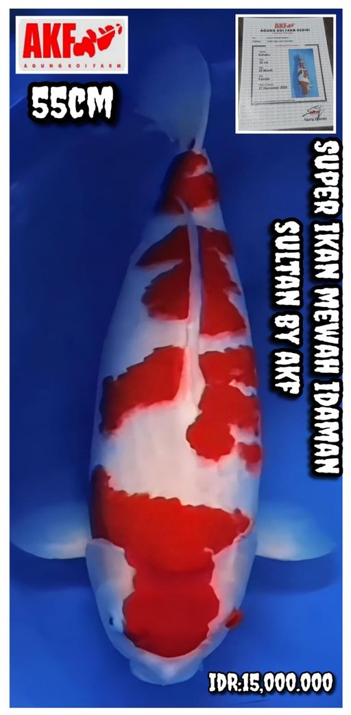 Lelang Koi Online, Jual Beli Ikan Koi, Pusat Jual Beli Koi, Info Lelang Koi Hari Ini, Platform Jual Beli Koi, Jual Beli Ikan Koi Online, Marketplace Ikan Koi, Jual Koi Terbaik, Tempat Beli Koi Berkualitas, Pasar Ikan Koi Online Terpercaya, Penjual Ikan Koi Terpercaya, Beli Koi Hias Online, Ikan Koi untuk Dijual, Koi Kualitas Terbaik, Toko Online Ikan Koi, Koi Hias Untuk Dijual, Jual Beli Ikan Koi Lokal, Koi Indonesia Online, Pusat Jual Beli Koi Terbesar