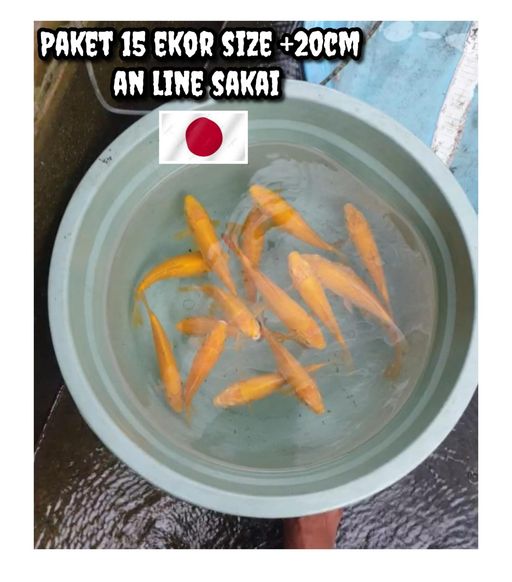 Lelang Koi Online, Jual Beli Ikan Koi, Pusat Jual Beli Koi, Info Lelang Koi Hari Ini, Platform Jual Beli Koi, Jual Beli Ikan Koi Online, Marketplace Ikan Koi, Jual Koi Terbaik, Tempat Beli Koi Berkualitas, Pasar Ikan Koi Online Terpercaya, Penjual Ikan Koi Terpercaya, Beli Koi Hias Online, Ikan Koi untuk Dijual, Koi Kualitas Terbaik, Toko Online Ikan Koi, Koi Hias Untuk Dijual, Jual Beli Ikan Koi Lokal, Koi Indonesia Online, Pusat Jual Beli Koi Terbesar