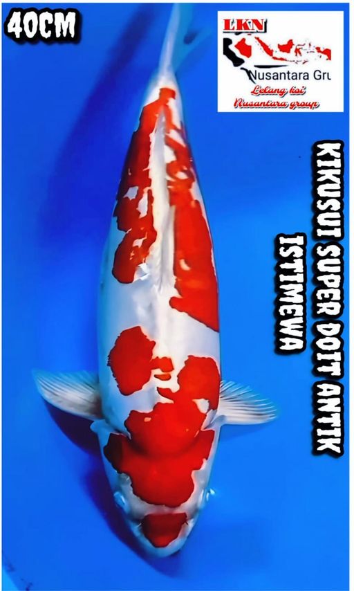Lelang Koi Online, Jual Beli Ikan Koi, Pusat Jual Beli Koi, Info Lelang Koi Hari Ini, Platform Jual Beli Koi, Jual Beli Ikan Koi Online, Marketplace Ikan Koi, Jual Koi Terbaik, Tempat Beli Koi Berkualitas, Pasar Ikan Koi Online Terpercaya, Penjual Ikan Koi Terpercaya, Beli Koi Hias Online, Ikan Koi untuk Dijual, Koi Kualitas Terbaik, Toko Online Ikan Koi, Koi Hias Untuk Dijual, Jual Beli Ikan Koi Lokal, Koi Indonesia Online, Pusat Jual Beli Koi Terbesar