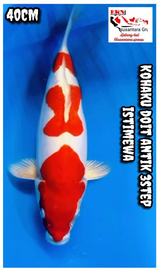 Lelang Koi Online, Jual Beli Ikan Koi, Pusat Jual Beli Koi, Info Lelang Koi Hari Ini, Platform Jual Beli Koi, Jual Beli Ikan Koi Online, Marketplace Ikan Koi, Jual Koi Terbaik, Tempat Beli Koi Berkualitas, Pasar Ikan Koi Online Terpercaya, Penjual Ikan Koi Terpercaya, Beli Koi Hias Online, Ikan Koi untuk Dijual, Koi Kualitas Terbaik, Toko Online Ikan Koi, Koi Hias Untuk Dijual, Jual Beli Ikan Koi Lokal, Koi Indonesia Online, Pusat Jual Beli Koi Terbesar
