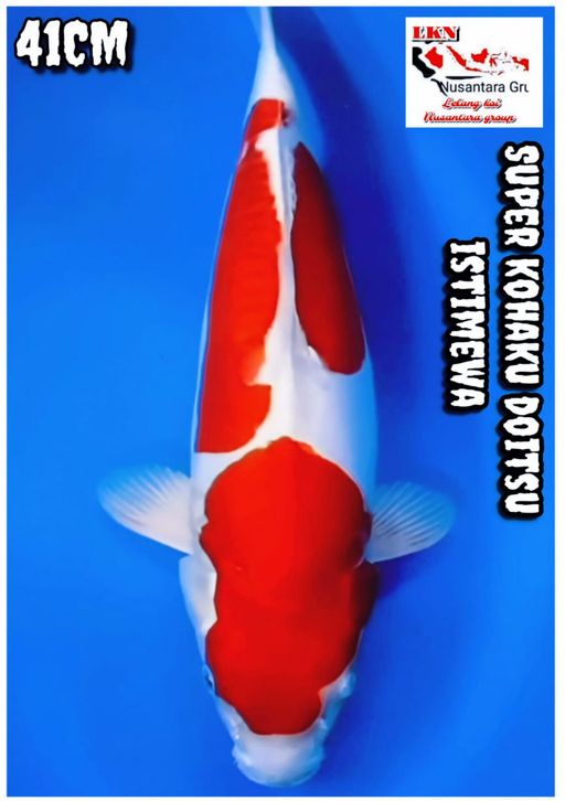 Lelang Koi Online, Jual Beli Ikan Koi, Pusat Jual Beli Koi, Info Lelang Koi Hari Ini, Platform Jual Beli Koi, Jual Beli Ikan Koi Online, Marketplace Ikan Koi, Jual Koi Terbaik, Tempat Beli Koi Berkualitas, Pasar Ikan Koi Online Terpercaya, Penjual Ikan Koi Terpercaya, Beli Koi Hias Online, Ikan Koi untuk Dijual, Koi Kualitas Terbaik, Toko Online Ikan Koi, Koi Hias Untuk Dijual, Jual Beli Ikan Koi Lokal, Koi Indonesia Online, Pusat Jual Beli Koi Terbesar