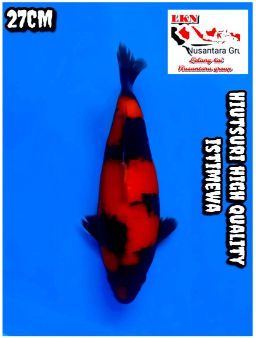 Lelang Koi Online, Jual Beli Ikan Koi, Pusat Jual Beli Koi, Info Lelang Koi Hari Ini, Platform Jual Beli Koi, Jual Beli Ikan Koi Online, Marketplace Ikan Koi, Jual Koi Terbaik, Tempat Beli Koi Berkualitas, Pasar Ikan Koi Online Terpercaya, Penjual Ikan Koi Terpercaya, Beli Koi Hias Online, Ikan Koi untuk Dijual, Koi Kualitas Terbaik, Toko Online Ikan Koi, Koi Hias Untuk Dijual, Jual Beli Ikan Koi Lokal, Koi Indonesia Online, Pusat Jual Beli Koi Terbesar