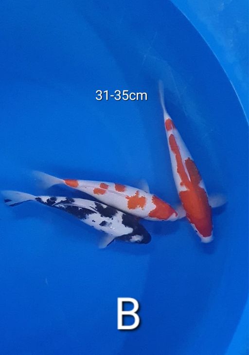 Lelang Koi Online, Jual Beli Ikan Koi, Pusat Jual Beli Koi, Info Lelang Koi Hari Ini, Platform Jual Beli Koi, Jual Beli Ikan Koi Online, Marketplace Ikan Koi, Jual Koi Terbaik, Tempat Beli Koi Berkualitas, Pasar Ikan Koi Online Terpercaya, Penjual Ikan Koi Terpercaya, Beli Koi Hias Online, Ikan Koi untuk Dijual, Koi Kualitas Terbaik, Toko Online Ikan Koi, Koi Hias Untuk Dijual, Jual Beli Ikan Koi Lokal, Koi Indonesia Online, Pusat Jual Beli Koi Terbesar