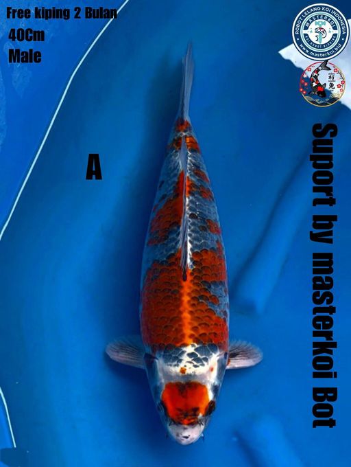 Lelang Koi Online, Jual Beli Ikan Koi, Pusat Jual Beli Koi, Info Lelang Koi Hari Ini, Platform Jual Beli Koi, Jual Beli Ikan Koi Online, Marketplace Ikan Koi, Jual Koi Terbaik, Tempat Beli Koi Berkualitas, Pasar Ikan Koi Online Terpercaya, Penjual Ikan Koi Terpercaya, Beli Koi Hias Online, Ikan Koi untuk Dijual, Koi Kualitas Terbaik, Toko Online Ikan Koi, Koi Hias Untuk Dijual, Jual Beli Ikan Koi Lokal, Koi Indonesia Online, Pusat Jual Beli Koi Terbesar