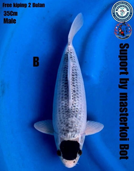 Lelang Koi Online, Jual Beli Ikan Koi, Pusat Jual Beli Koi, Info Lelang Koi Hari Ini, Platform Jual Beli Koi, Jual Beli Ikan Koi Online, Marketplace Ikan Koi, Jual Koi Terbaik, Tempat Beli Koi Berkualitas, Pasar Ikan Koi Online Terpercaya, Penjual Ikan Koi Terpercaya, Beli Koi Hias Online, Ikan Koi untuk Dijual, Koi Kualitas Terbaik, Toko Online Ikan Koi, Koi Hias Untuk Dijual, Jual Beli Ikan Koi Lokal, Koi Indonesia Online, Pusat Jual Beli Koi Terbesar