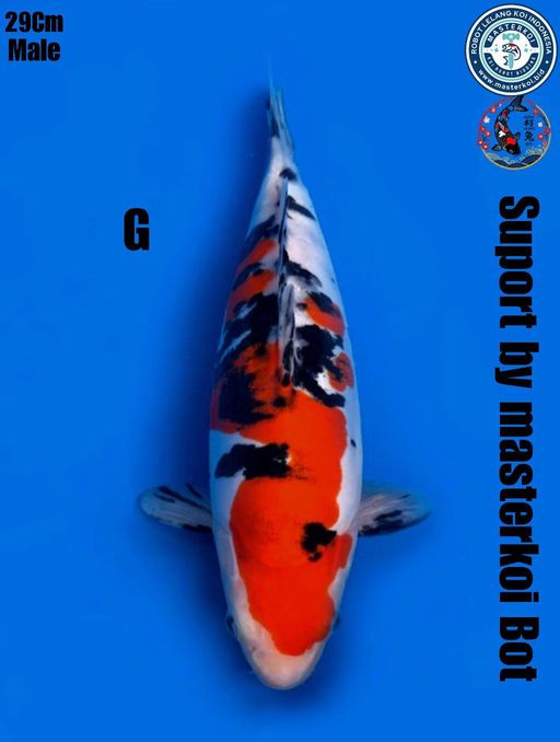 Lelang Koi Online, Jual Beli Ikan Koi, Pusat Jual Beli Koi, Info Lelang Koi Hari Ini, Platform Jual Beli Koi, Jual Beli Ikan Koi Online, Marketplace Ikan Koi, Jual Koi Terbaik, Tempat Beli Koi Berkualitas, Pasar Ikan Koi Online Terpercaya, Penjual Ikan Koi Terpercaya, Beli Koi Hias Online, Ikan Koi untuk Dijual, Koi Kualitas Terbaik, Toko Online Ikan Koi, Koi Hias Untuk Dijual, Jual Beli Ikan Koi Lokal, Koi Indonesia Online, Pusat Jual Beli Koi Terbesar