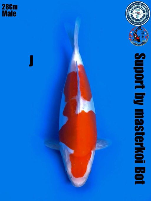 Lelang Koi Online, Jual Beli Ikan Koi, Pusat Jual Beli Koi, Info Lelang Koi Hari Ini, Platform Jual Beli Koi, Jual Beli Ikan Koi Online, Marketplace Ikan Koi, Jual Koi Terbaik, Tempat Beli Koi Berkualitas, Pasar Ikan Koi Online Terpercaya, Penjual Ikan Koi Terpercaya, Beli Koi Hias Online, Ikan Koi untuk Dijual, Koi Kualitas Terbaik, Toko Online Ikan Koi, Koi Hias Untuk Dijual, Jual Beli Ikan Koi Lokal, Koi Indonesia Online, Pusat Jual Beli Koi Terbesar