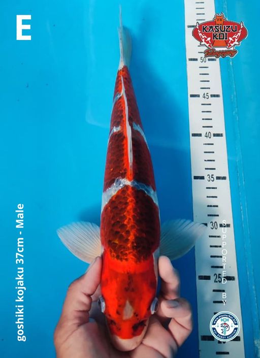 Lelang Koi Online, Jual Beli Ikan Koi, Pusat Jual Beli Koi, Info Lelang Koi Hari Ini, Platform Jual Beli Koi, Jual Beli Ikan Koi Online, Marketplace Ikan Koi, Jual Koi Terbaik, Tempat Beli Koi Berkualitas, Pasar Ikan Koi Online Terpercaya, Penjual Ikan Koi Terpercaya, Beli Koi Hias Online, Ikan Koi untuk Dijual, Koi Kualitas Terbaik, Toko Online Ikan Koi, Koi Hias Untuk Dijual, Jual Beli Ikan Koi Lokal, Koi Indonesia Online, Pusat Jual Beli Koi Terbesar