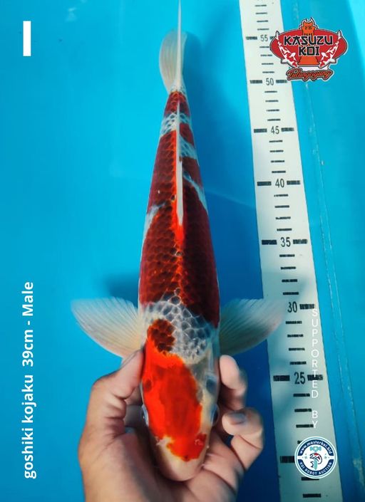 Lelang Koi Online, Jual Beli Ikan Koi, Pusat Jual Beli Koi, Info Lelang Koi Hari Ini, Platform Jual Beli Koi, Jual Beli Ikan Koi Online, Marketplace Ikan Koi, Jual Koi Terbaik, Tempat Beli Koi Berkualitas, Pasar Ikan Koi Online Terpercaya, Penjual Ikan Koi Terpercaya, Beli Koi Hias Online, Ikan Koi untuk Dijual, Koi Kualitas Terbaik, Toko Online Ikan Koi, Koi Hias Untuk Dijual, Jual Beli Ikan Koi Lokal, Koi Indonesia Online, Pusat Jual Beli Koi Terbesar