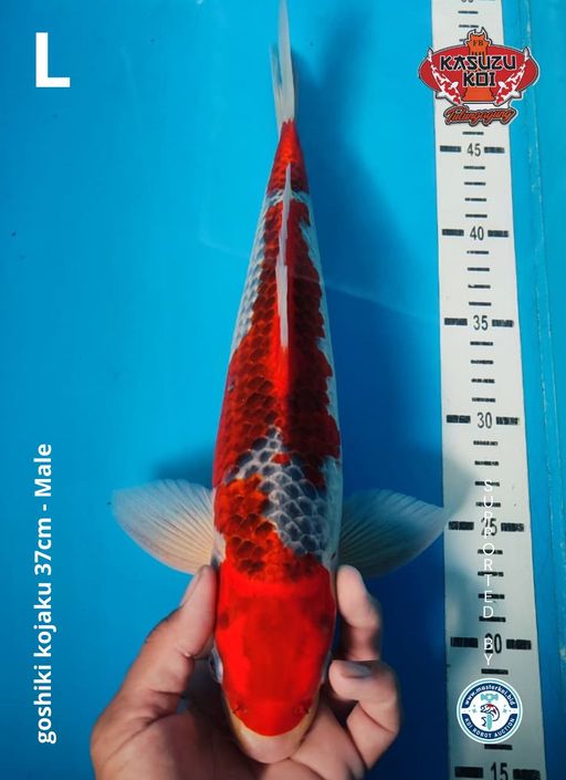 Lelang Koi Online, Jual Beli Ikan Koi, Pusat Jual Beli Koi, Info Lelang Koi Hari Ini, Platform Jual Beli Koi, Jual Beli Ikan Koi Online, Marketplace Ikan Koi, Jual Koi Terbaik, Tempat Beli Koi Berkualitas, Pasar Ikan Koi Online Terpercaya, Penjual Ikan Koi Terpercaya, Beli Koi Hias Online, Ikan Koi untuk Dijual, Koi Kualitas Terbaik, Toko Online Ikan Koi, Koi Hias Untuk Dijual, Jual Beli Ikan Koi Lokal, Koi Indonesia Online, Pusat Jual Beli Koi Terbesar
