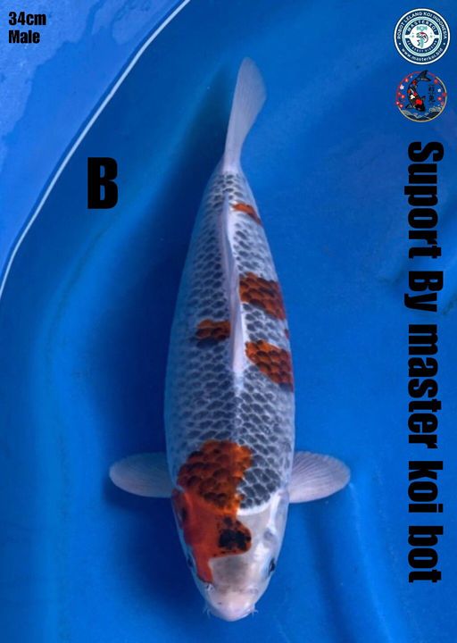 Lelang Koi Online, Jual Beli Ikan Koi, Pusat Jual Beli Koi, Info Lelang Koi Hari Ini, Platform Jual Beli Koi, Jual Beli Ikan Koi Online, Marketplace Ikan Koi, Jual Koi Terbaik, Tempat Beli Koi Berkualitas, Pasar Ikan Koi Online Terpercaya, Penjual Ikan Koi Terpercaya, Beli Koi Hias Online, Ikan Koi untuk Dijual, Koi Kualitas Terbaik, Toko Online Ikan Koi, Koi Hias Untuk Dijual, Jual Beli Ikan Koi Lokal, Koi Indonesia Online, Pusat Jual Beli Koi Terbesar