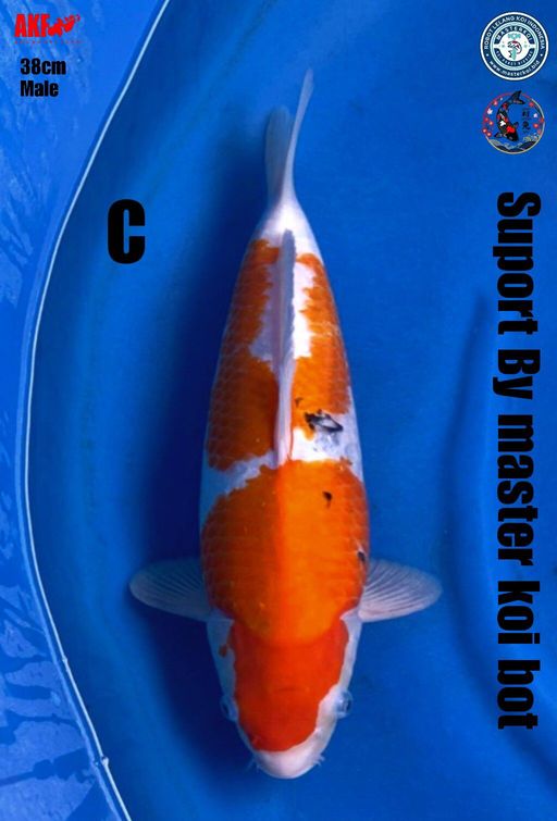 Lelang Koi Online, Jual Beli Ikan Koi, Pusat Jual Beli Koi, Info Lelang Koi Hari Ini, Platform Jual Beli Koi, Jual Beli Ikan Koi Online, Marketplace Ikan Koi, Jual Koi Terbaik, Tempat Beli Koi Berkualitas, Pasar Ikan Koi Online Terpercaya, Penjual Ikan Koi Terpercaya, Beli Koi Hias Online, Ikan Koi untuk Dijual, Koi Kualitas Terbaik, Toko Online Ikan Koi, Koi Hias Untuk Dijual, Jual Beli Ikan Koi Lokal, Koi Indonesia Online, Pusat Jual Beli Koi Terbesar