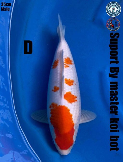 Lelang Koi Online, Jual Beli Ikan Koi, Pusat Jual Beli Koi, Info Lelang Koi Hari Ini, Platform Jual Beli Koi, Jual Beli Ikan Koi Online, Marketplace Ikan Koi, Jual Koi Terbaik, Tempat Beli Koi Berkualitas, Pasar Ikan Koi Online Terpercaya, Penjual Ikan Koi Terpercaya, Beli Koi Hias Online, Ikan Koi untuk Dijual, Koi Kualitas Terbaik, Toko Online Ikan Koi, Koi Hias Untuk Dijual, Jual Beli Ikan Koi Lokal, Koi Indonesia Online, Pusat Jual Beli Koi Terbesar