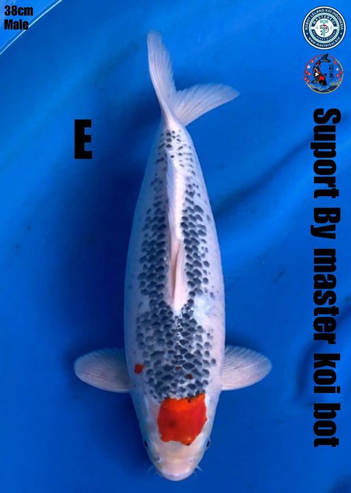 Lelang Koi Online, Jual Beli Ikan Koi, Pusat Jual Beli Koi, Info Lelang Koi Hari Ini, Platform Jual Beli Koi, Jual Beli Ikan Koi Online, Marketplace Ikan Koi, Jual Koi Terbaik, Tempat Beli Koi Berkualitas, Pasar Ikan Koi Online Terpercaya, Penjual Ikan Koi Terpercaya, Beli Koi Hias Online, Ikan Koi untuk Dijual, Koi Kualitas Terbaik, Toko Online Ikan Koi, Koi Hias Untuk Dijual, Jual Beli Ikan Koi Lokal, Koi Indonesia Online, Pusat Jual Beli Koi Terbesar