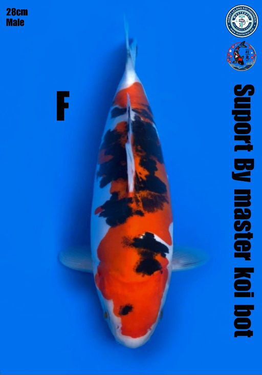 Lelang Koi Online, Jual Beli Ikan Koi, Pusat Jual Beli Koi, Info Lelang Koi Hari Ini, Platform Jual Beli Koi, Jual Beli Ikan Koi Online, Marketplace Ikan Koi, Jual Koi Terbaik, Tempat Beli Koi Berkualitas, Pasar Ikan Koi Online Terpercaya, Penjual Ikan Koi Terpercaya, Beli Koi Hias Online, Ikan Koi untuk Dijual, Koi Kualitas Terbaik, Toko Online Ikan Koi, Koi Hias Untuk Dijual, Jual Beli Ikan Koi Lokal, Koi Indonesia Online, Pusat Jual Beli Koi Terbesar