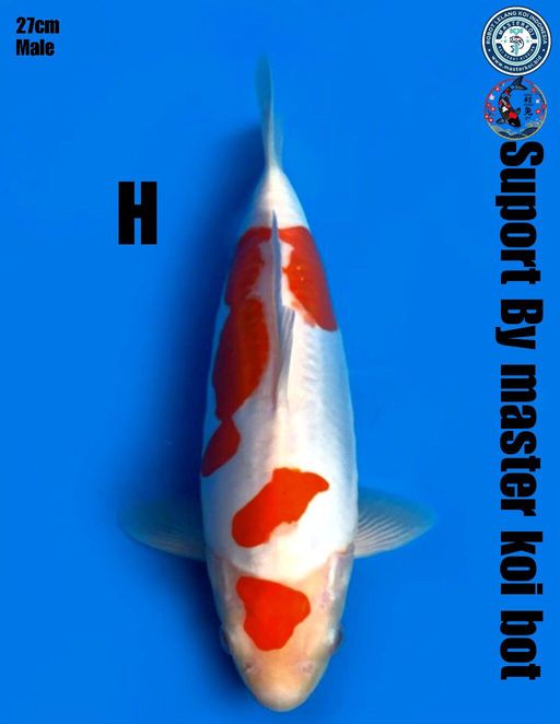 Lelang Koi Online, Jual Beli Ikan Koi, Pusat Jual Beli Koi, Info Lelang Koi Hari Ini, Platform Jual Beli Koi, Jual Beli Ikan Koi Online, Marketplace Ikan Koi, Jual Koi Terbaik, Tempat Beli Koi Berkualitas, Pasar Ikan Koi Online Terpercaya, Penjual Ikan Koi Terpercaya, Beli Koi Hias Online, Ikan Koi untuk Dijual, Koi Kualitas Terbaik, Toko Online Ikan Koi, Koi Hias Untuk Dijual, Jual Beli Ikan Koi Lokal, Koi Indonesia Online, Pusat Jual Beli Koi Terbesar