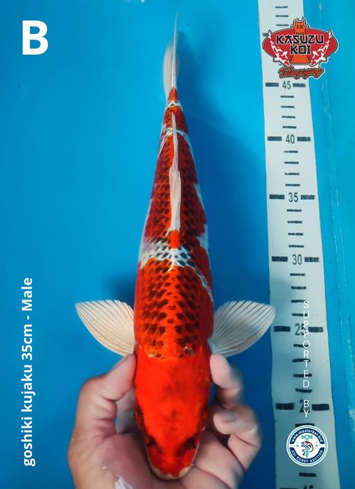 Lelang Koi Online, Jual Beli Ikan Koi, Pusat Jual Beli Koi, Info Lelang Koi Hari Ini, Platform Jual Beli Koi, Jual Beli Ikan Koi Online, Marketplace Ikan Koi, Jual Koi Terbaik, Tempat Beli Koi Berkualitas, Pasar Ikan Koi Online Terpercaya, Penjual Ikan Koi Terpercaya, Beli Koi Hias Online, Ikan Koi untuk Dijual, Koi Kualitas Terbaik, Toko Online Ikan Koi, Koi Hias Untuk Dijual, Jual Beli Ikan Koi Lokal, Koi Indonesia Online, Pusat Jual Beli Koi Terbesar