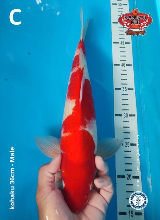 Lelang Koi Online, Jual Beli Ikan Koi, Pusat Jual Beli Koi, Info Lelang Koi Hari Ini, Platform Jual Beli Koi, Jual Beli Ikan Koi Online, Marketplace Ikan Koi, Jual Koi Terbaik, Tempat Beli Koi Berkualitas, Pasar Ikan Koi Online Terpercaya, Penjual Ikan Koi Terpercaya, Beli Koi Hias Online, Ikan Koi untuk Dijual, Koi Kualitas Terbaik, Toko Online Ikan Koi, Koi Hias Untuk Dijual, Jual Beli Ikan Koi Lokal, Koi Indonesia Online, Pusat Jual Beli Koi Terbesar
