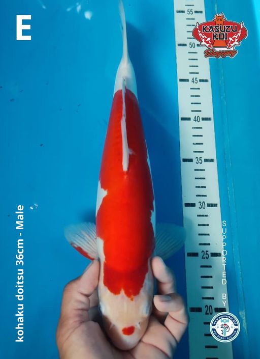 Lelang Koi Online, Jual Beli Ikan Koi, Pusat Jual Beli Koi, Info Lelang Koi Hari Ini, Platform Jual Beli Koi, Jual Beli Ikan Koi Online, Marketplace Ikan Koi, Jual Koi Terbaik, Tempat Beli Koi Berkualitas, Pasar Ikan Koi Online Terpercaya, Penjual Ikan Koi Terpercaya, Beli Koi Hias Online, Ikan Koi untuk Dijual, Koi Kualitas Terbaik, Toko Online Ikan Koi, Koi Hias Untuk Dijual, Jual Beli Ikan Koi Lokal, Koi Indonesia Online, Pusat Jual Beli Koi Terbesar