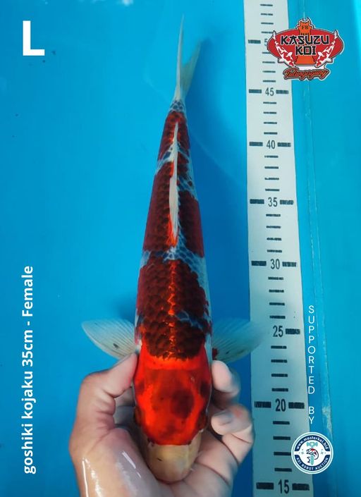 Lelang Koi Online, Jual Beli Ikan Koi, Pusat Jual Beli Koi, Info Lelang Koi Hari Ini, Platform Jual Beli Koi, Jual Beli Ikan Koi Online, Marketplace Ikan Koi, Jual Koi Terbaik, Tempat Beli Koi Berkualitas, Pasar Ikan Koi Online Terpercaya, Penjual Ikan Koi Terpercaya, Beli Koi Hias Online, Ikan Koi untuk Dijual, Koi Kualitas Terbaik, Toko Online Ikan Koi, Koi Hias Untuk Dijual, Jual Beli Ikan Koi Lokal, Koi Indonesia Online, Pusat Jual Beli Koi Terbesar