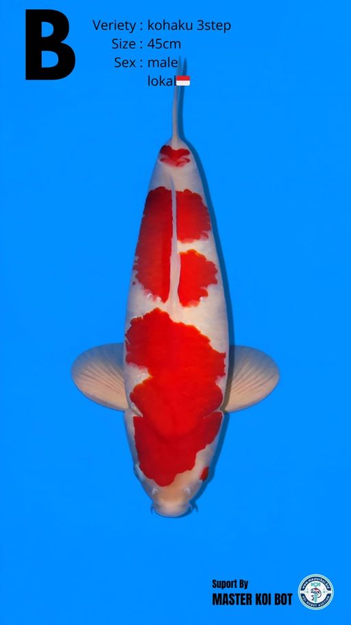 Lelang Koi Online, Jual Beli Ikan Koi, Pusat Jual Beli Koi, Info Lelang Koi Hari Ini, Platform Jual Beli Koi, Jual Beli Ikan Koi Online, Marketplace Ikan Koi, Jual Koi Terbaik, Tempat Beli Koi Berkualitas, Pasar Ikan Koi Online Terpercaya, Penjual Ikan Koi Terpercaya, Beli Koi Hias Online, Ikan Koi untuk Dijual, Koi Kualitas Terbaik, Toko Online Ikan Koi, Koi Hias Untuk Dijual, Jual Beli Ikan Koi Lokal, Koi Indonesia Online, Pusat Jual Beli Koi Terbesar