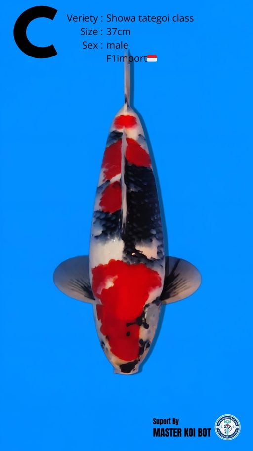 Lelang Koi Online, Jual Beli Ikan Koi, Pusat Jual Beli Koi, Info Lelang Koi Hari Ini, Platform Jual Beli Koi, Jual Beli Ikan Koi Online, Marketplace Ikan Koi, Jual Koi Terbaik, Tempat Beli Koi Berkualitas, Pasar Ikan Koi Online Terpercaya, Penjual Ikan Koi Terpercaya, Beli Koi Hias Online, Ikan Koi untuk Dijual, Koi Kualitas Terbaik, Toko Online Ikan Koi, Koi Hias Untuk Dijual, Jual Beli Ikan Koi Lokal, Koi Indonesia Online, Pusat Jual Beli Koi Terbesar