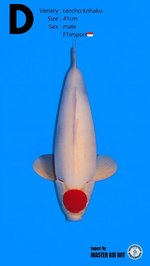 Lelang Koi Online, Jual Beli Ikan Koi, Pusat Jual Beli Koi, Info Lelang Koi Hari Ini, Platform Jual Beli Koi, Jual Beli Ikan Koi Online, Marketplace Ikan Koi, Jual Koi Terbaik, Tempat Beli Koi Berkualitas, Pasar Ikan Koi Online Terpercaya, Penjual Ikan Koi Terpercaya, Beli Koi Hias Online, Ikan Koi untuk Dijual, Koi Kualitas Terbaik, Toko Online Ikan Koi, Koi Hias Untuk Dijual, Jual Beli Ikan Koi Lokal, Koi Indonesia Online, Pusat Jual Beli Koi Terbesar