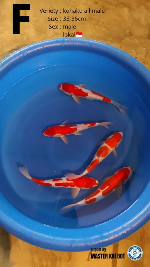 Lelang Koi Online, Jual Beli Ikan Koi, Pusat Jual Beli Koi, Info Lelang Koi Hari Ini, Platform Jual Beli Koi, Jual Beli Ikan Koi Online, Marketplace Ikan Koi, Jual Koi Terbaik, Tempat Beli Koi Berkualitas, Pasar Ikan Koi Online Terpercaya, Penjual Ikan Koi Terpercaya, Beli Koi Hias Online, Ikan Koi untuk Dijual, Koi Kualitas Terbaik, Toko Online Ikan Koi, Koi Hias Untuk Dijual, Jual Beli Ikan Koi Lokal, Koi Indonesia Online, Pusat Jual Beli Koi Terbesar