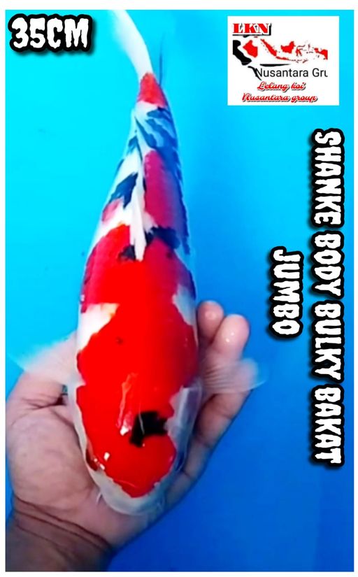 Lelang Koi Online, Jual Beli Ikan Koi, Pusat Jual Beli Koi, Info Lelang Koi Hari Ini, Platform Jual Beli Koi, Jual Beli Ikan Koi Online, Marketplace Ikan Koi, Jual Koi Terbaik, Tempat Beli Koi Berkualitas, Pasar Ikan Koi Online Terpercaya, Penjual Ikan Koi Terpercaya, Beli Koi Hias Online, Ikan Koi untuk Dijual, Koi Kualitas Terbaik, Toko Online Ikan Koi, Koi Hias Untuk Dijual, Jual Beli Ikan Koi Lokal, Koi Indonesia Online, Pusat Jual Beli Koi Terbesar