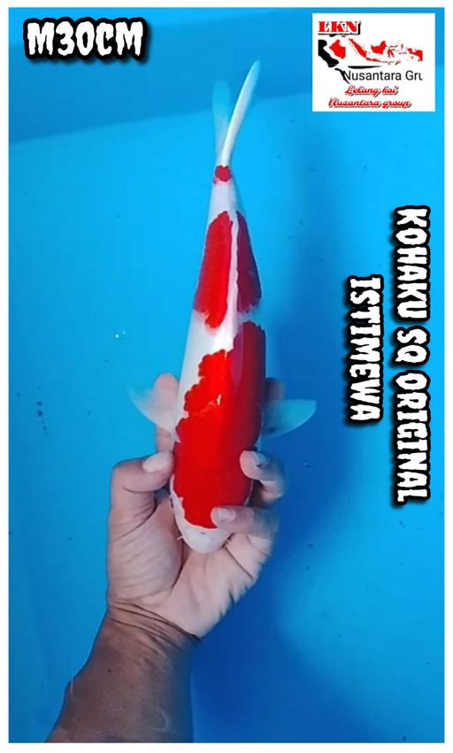 Lelang Koi Online, Jual Beli Ikan Koi, Pusat Jual Beli Koi, Info Lelang Koi Hari Ini, Platform Jual Beli Koi, Jual Beli Ikan Koi Online, Marketplace Ikan Koi, Jual Koi Terbaik, Tempat Beli Koi Berkualitas, Pasar Ikan Koi Online Terpercaya, Penjual Ikan Koi Terpercaya, Beli Koi Hias Online, Ikan Koi untuk Dijual, Koi Kualitas Terbaik, Toko Online Ikan Koi, Koi Hias Untuk Dijual, Jual Beli Ikan Koi Lokal, Koi Indonesia Online, Pusat Jual Beli Koi Terbesar