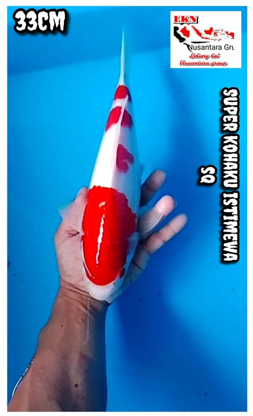 Lelang Koi Online, Jual Beli Ikan Koi, Pusat Jual Beli Koi, Info Lelang Koi Hari Ini, Platform Jual Beli Koi, Jual Beli Ikan Koi Online, Marketplace Ikan Koi, Jual Koi Terbaik, Tempat Beli Koi Berkualitas, Pasar Ikan Koi Online Terpercaya, Penjual Ikan Koi Terpercaya, Beli Koi Hias Online, Ikan Koi untuk Dijual, Koi Kualitas Terbaik, Toko Online Ikan Koi, Koi Hias Untuk Dijual, Jual Beli Ikan Koi Lokal, Koi Indonesia Online, Pusat Jual Beli Koi Terbesar