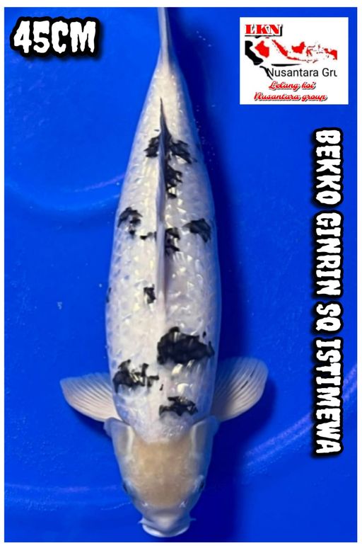 Lelang Koi Online, Jual Beli Ikan Koi, Pusat Jual Beli Koi, Info Lelang Koi Hari Ini, Platform Jual Beli Koi, Jual Beli Ikan Koi Online, Marketplace Ikan Koi, Jual Koi Terbaik, Tempat Beli Koi Berkualitas, Pasar Ikan Koi Online Terpercaya, Penjual Ikan Koi Terpercaya, Beli Koi Hias Online, Ikan Koi untuk Dijual, Koi Kualitas Terbaik, Toko Online Ikan Koi, Koi Hias Untuk Dijual, Jual Beli Ikan Koi Lokal, Koi Indonesia Online, Pusat Jual Beli Koi Terbesar